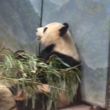 Panda in National Zoological Park